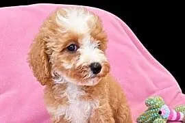 MALTIPOO suczka