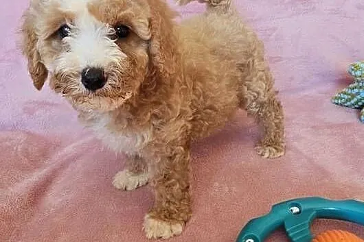 MALTIPOO suczka, Wielkopolskie, Poznań