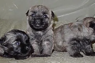 Śliczne szczenięta rasy Cairn Terrier