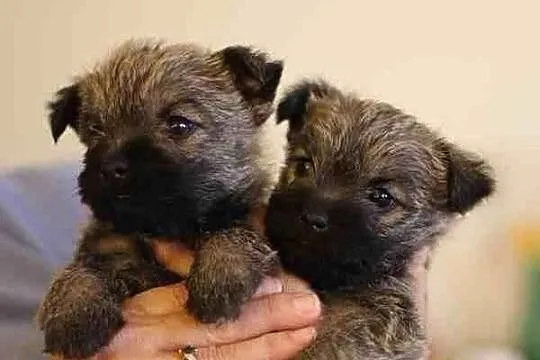 Śliczne szczenięta rasy Cairn Terrier