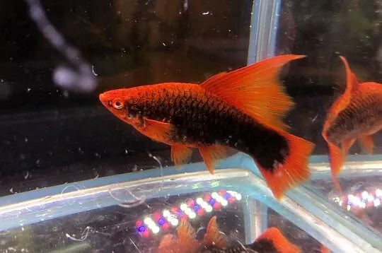 Mieczyk Hamburgi jak Red Alpha, Łódzkie, Justynów