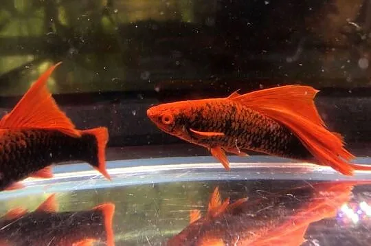 Mieczyk Hamburgi jak Red Alpha, Łódzkie, Justynów