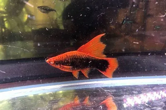 Mieczyk Hamburgi jak Red Alpha, Łódzkie, Justynów