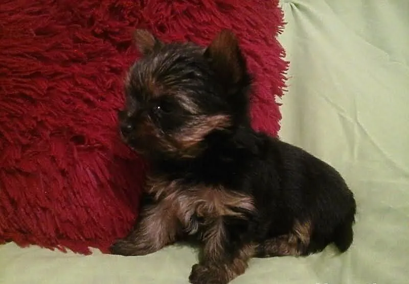 Malutki piesek Yorkshire Terrier York