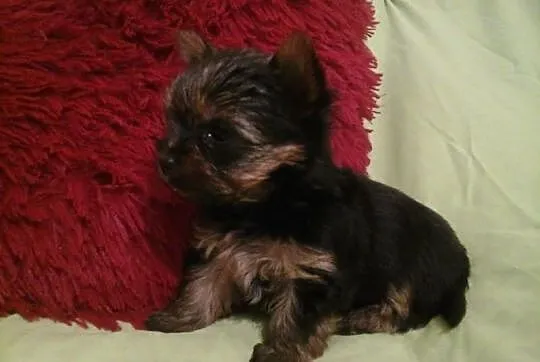 Malutki piesek Yorkshire Terrier York