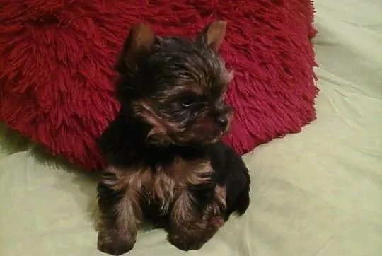 Malutki piesek Yorkshire Terrier York