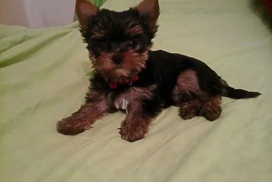 Malutki piesek Yorkshire Terrier York