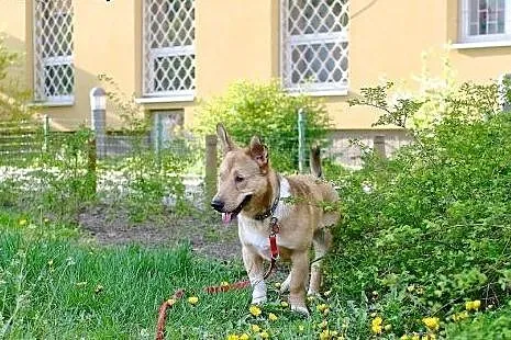 Fliper nieśmiały trójłapek czeka na domek,  śląski
