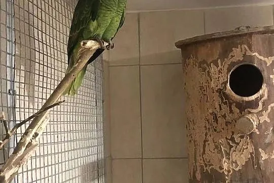 Amazonka Niebieskoczelna Samica !