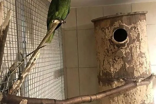 Amazonka Niebieskoczelna Samica !, Podkarpackie, Jedlicze