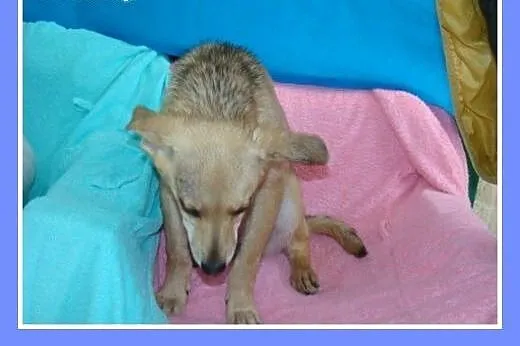 5 mies. suczka,szczeniak,wesoła MIGOTKA,średnia.Adopcja,  śląskie Katowice