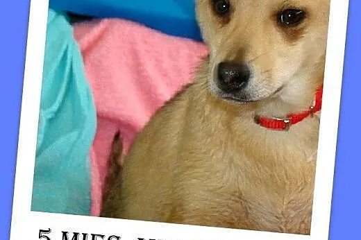 5 mies. suczka,szczeniak,wesoła MIGOTKA,średnia.Ad