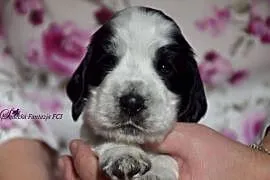 Cocker Spaniel Angielski-piesek niebiesko srebrny