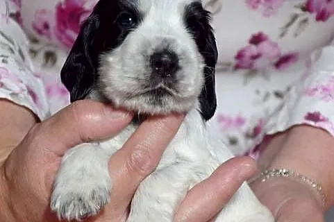 Cocker Spaniel Angielski-piesek niebiesko srebrny, Małopolskie, Nowy Sącz