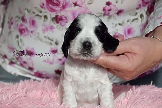 Cocker Spaniel Angielski-piesek niebiesko srebrny, Małopolskie, Nowy Sącz