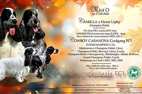 Cocker Spaniel Angielski-piesek niebiesko srebrny, Małopolskie, Nowy Sącz