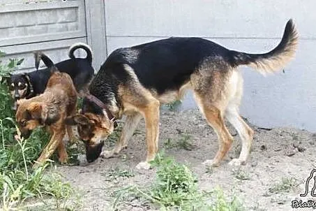Sarsa szuka domu,  śląskie Częstochowa