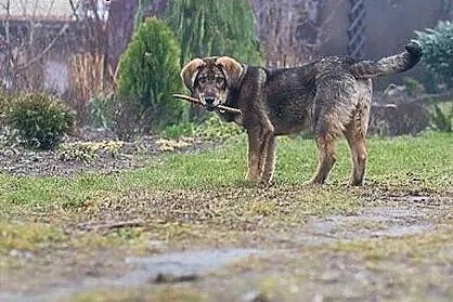 Lobo szczeniak szuka domu ,  świętokrzyskie Kielce