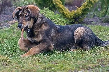 Lobo szczeniak szuka domu ,  świętokrzyskie Kielce