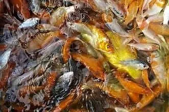 Ryby narybek Jesiotr Amur Lin Karaś koi Tołpyga Okoń Szczupak Karp koi
