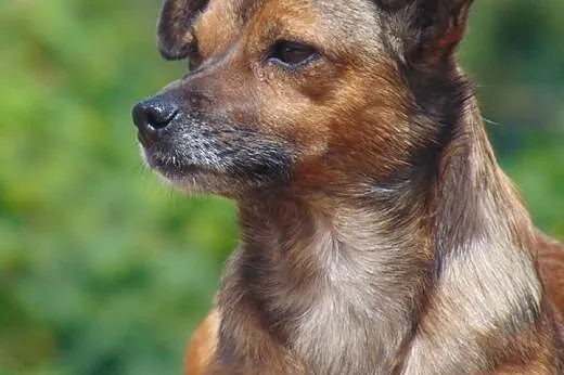 Młoda mikrosuczka Bromba szuka domu,  wielkopolski