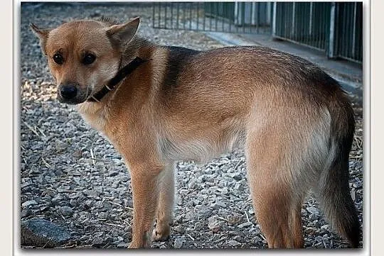 Średni 10 kg,młody 2 lata,przytulaśny,grzeczny,zaszczepiony piesek BAGI.Adopcja.