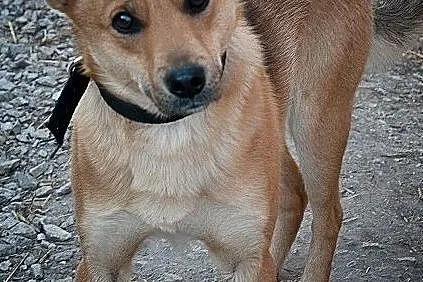 Średni 10 kg,młody 2 lata,przytulaśny,grzeczny,zaszczepiony piesek BAGI.Adopcja., Łódzkie, Łódź