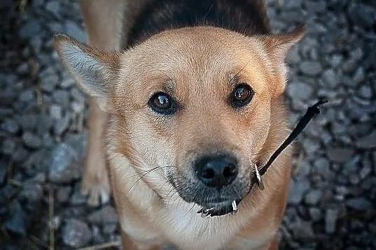 Średni 10 kg,młody 2 lata,przytulaśny,grzeczny,zaszczepiony piesek BAGI.Adopcja., Łódzkie, Łódź