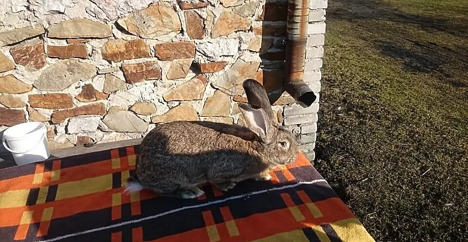 Samica BOS
