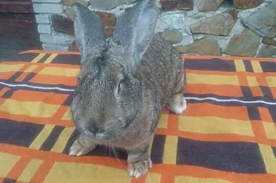 Samica BOS
