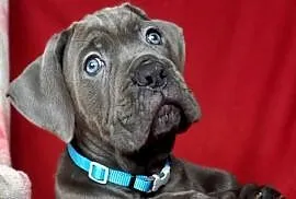 Cane Corso sunia  Ksin Fargo Fci