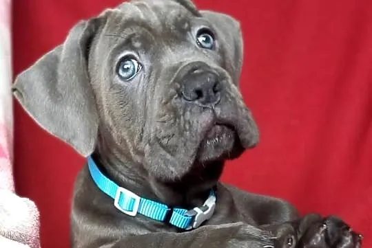Cane Corso sunia  Ksin Fargo Fci, Kujawsko-pomorskie, Lipno