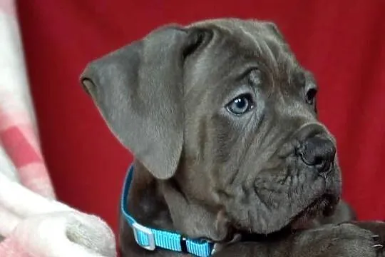 Cane Corso sunia  Ksin Fargo Fci, Kujawsko-pomorskie, Lipno