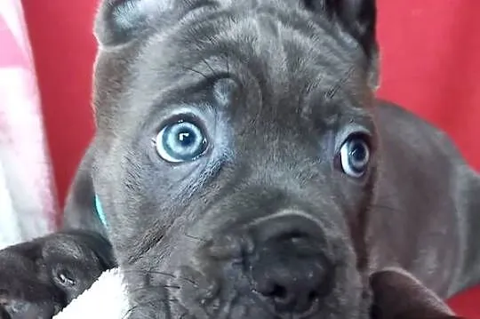 Cane Corso sunia  Ksin Fargo Fci, Kujawsko-pomorskie, Lipno