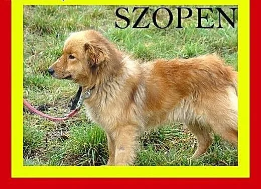 Średniej wielkości,cichy,przytulaśny,milutki,pies