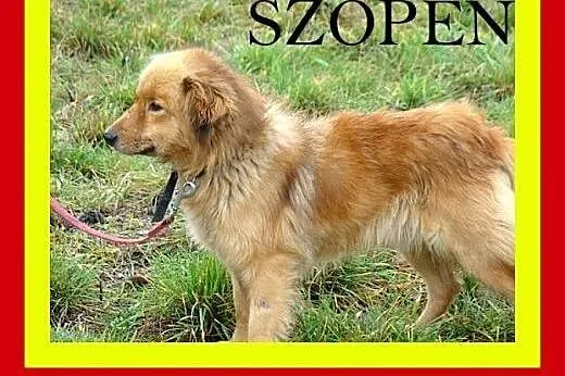 Średniej wielkości,cichy,przytulaśny,milutki,pies 