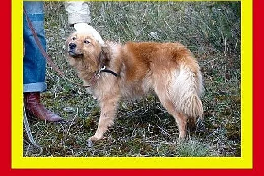Średniej wielkości,cichy,przytulaśny,milutki,pies 