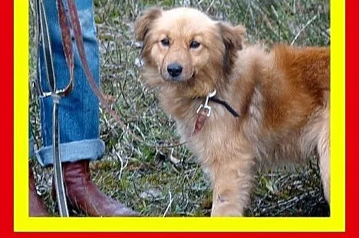 Średniej wielkości,cichy,przytulaśny,milutki,pies 