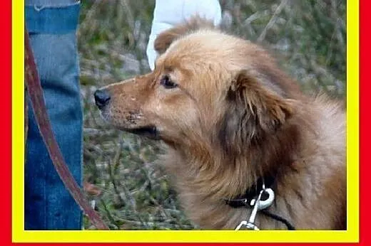 Średniej wielkości,cichy,przytulaśny,milutki,pies 