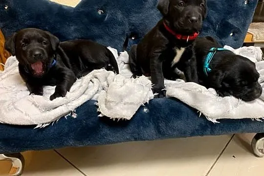 Labrador