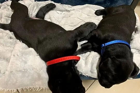 Labrador, Dolnośląskie, Złotoryja