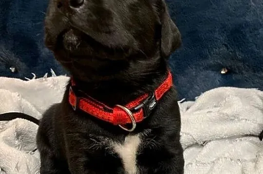 Labrador, Dolnośląskie, Złotoryja