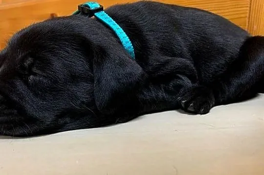 Labrador, Dolnośląskie, Złotoryja