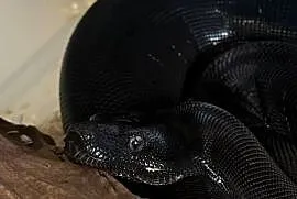 Boa Imperator Motley IMG