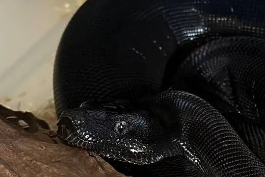 Boa Imperator Motley IMG