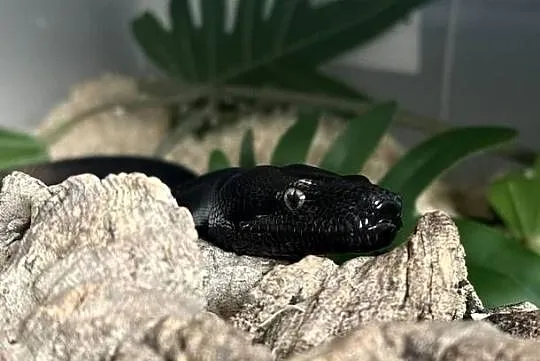 Boa Imperator Motley IMG, Kujawsko-pomorskie, Bydgoszcz