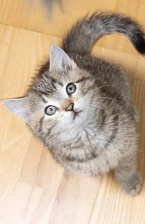 Do adopcji poleca się słodka jak cukierek Fifi, Mazowieckie, Warszawa