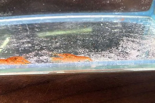 Rak mini orange, Łódzkie, Justynów