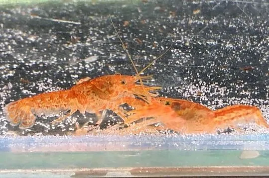 Rak mini orange, Łódzkie, Justynów