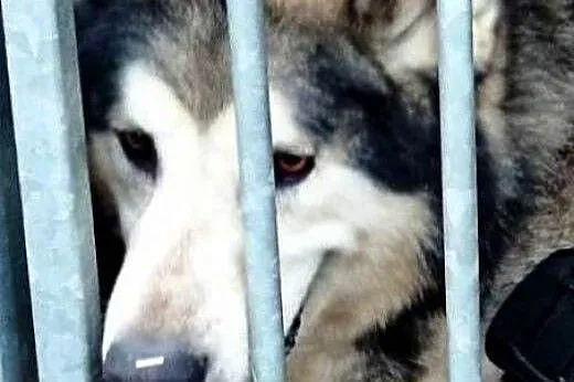 YUKON szuka domu,  dolnośląskie Brzeg Dolny